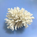 一点物 かざりサンゴ ミドリイシ 313183 関東当日便
