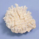 一点物 かざりサンゴ ミドリイシ 314852 関東当日便