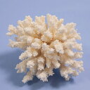 一点物 かざりサンゴ ミドリイシ 314856 関東当日便