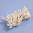 一点物 かざりサンゴ ミドリイシ 314863 関東当日便