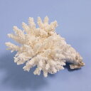 一点物 かざりサンゴ ミドリイシ 314867 関東当日便