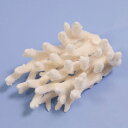 一点物 かざりサンゴ ミドリイシ 314870 関東当日便