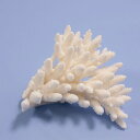 一点物 かざりサンゴ ミドリイシ 314871 関東当日便