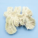 一点物 かざりサンゴ ハナガタサンゴ 314875 関東当日便
