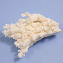 一点物 かざりサンゴ ミドリイシ 314877 関東当日便