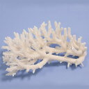 一点物 かざりサンゴ ミドリイシ 314878 関東当日便