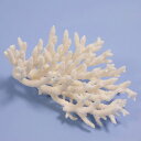 一点物 かざりサンゴ ミドリイシ 314879 関東当日便