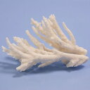 一点物 かざりサンゴ ミドリイシ 314883 関東当日便