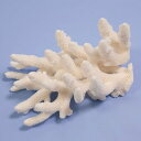 一点物 かざりサンゴ ミドリイシ 314890 関東当日便