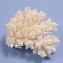 一点物 かざりサンゴ ミドリイシ 314891 関東当日便