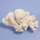 一点物 かざりサンゴ ハナヤサイサンゴ 314895 関東当日便
