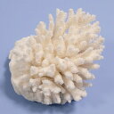 一点物 かざりサンゴ ミドリイシ 314897 関東当日便