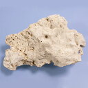 一点物 かざりサンゴ キクメイシの仲間 315771 関東当日便