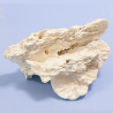 一点物 かざりサンゴ 315780 関東当日便