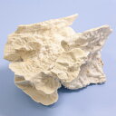 一点物 かざりサンゴ 315784 関東当日便