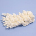 一点物 かざりサンゴ ミドリイシ 315942 関東当日便