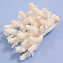 一点物 かざりサンゴ ミドリイシ 315943 関東当日便