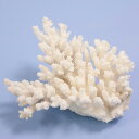 一点物 かざりサンゴ ミドリイシ 315944 関東当日便