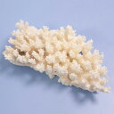 一点物 かざりサンゴ ミドリイシ 315947 関東当日便