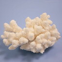一点物 かざりサンゴ ミドリイシ 315948 関東当日便