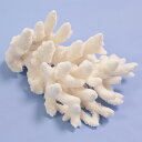 一点物 かざりサンゴ ミドリイシ 315953 関東当日便
