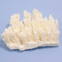 一点物 かざりサンゴ ミドリイシ 315957 関東当日便