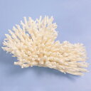 一点物 かざりサンゴ ミドリイシ 315961 関東当日便