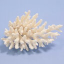 一点物 かざりサンゴ ミドリイシ 315966 関東当日便