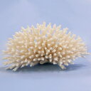 一点物 かざりサンゴ ミドリイシ 315968 沖縄別途送料 関東当日便