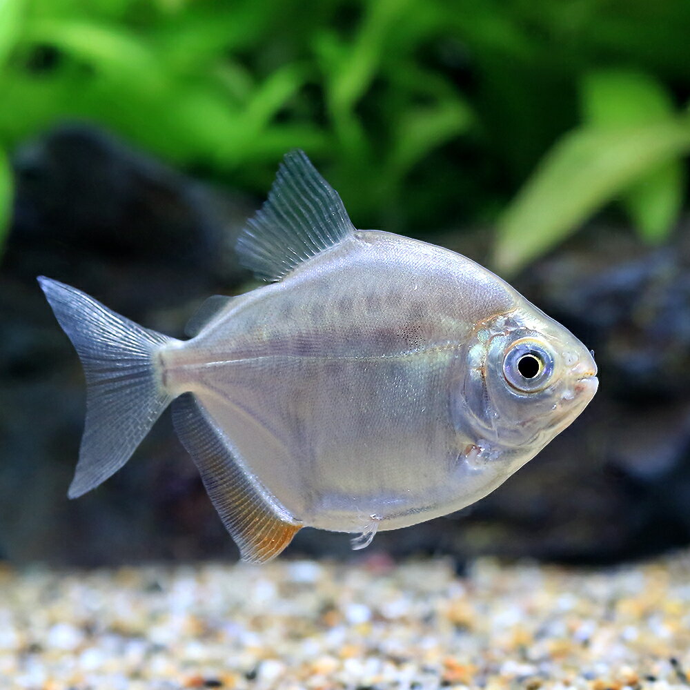 （熱帯魚）スポッテッドメチニス（ブリード）（1匹）　北海道・九州航空便要保温