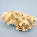 一点物 かざりサンゴ ナガレハナサンゴ 317975 関東当日便