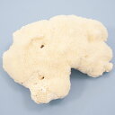 一点物 かざりサンゴ コモンサンゴのなかま 317979 関東当日便