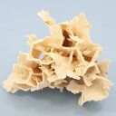 一点物 かざりサンゴ シコロサンゴ 317981 関東当日便
