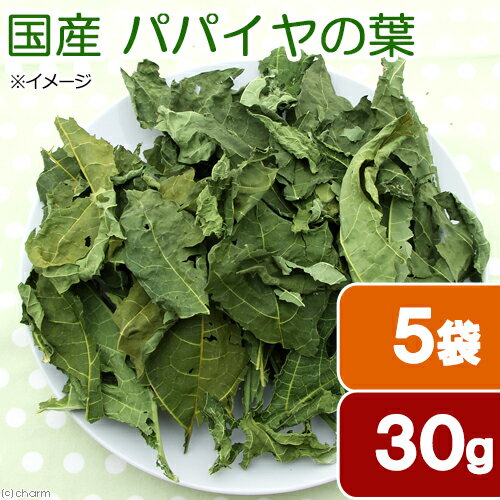 5袋セット　国産　パパイヤの葉　30g×5袋　お徳用パック　小動物用のおやつ　無添...