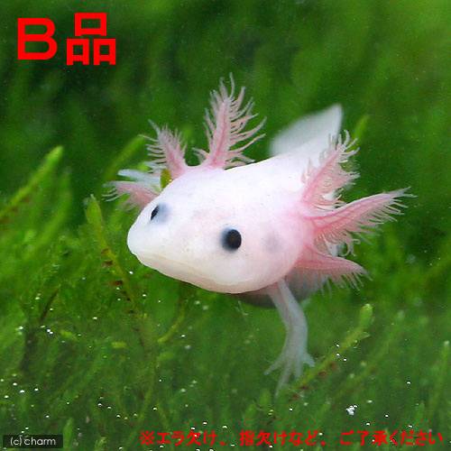 （両生類）（B品）ウーパールーパー　リューシスティック　Lサイズ（1匹）北海道航空便要保温