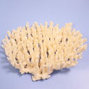 一点物 かざりサンゴ ミドリイシ 320766 関東当日便