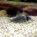 (熱帯魚)コリドラス・ショートノーズルイーザ(ブリード)(1匹) 北海道航空便要保温 沖縄別途送料