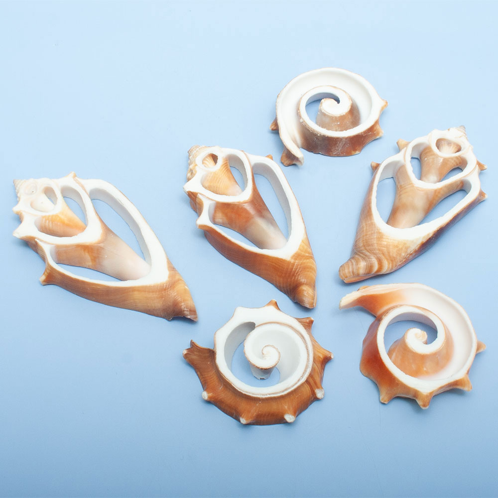 ����ʪ�����åȥ����롡6�ĥ��åȡ�328126������������