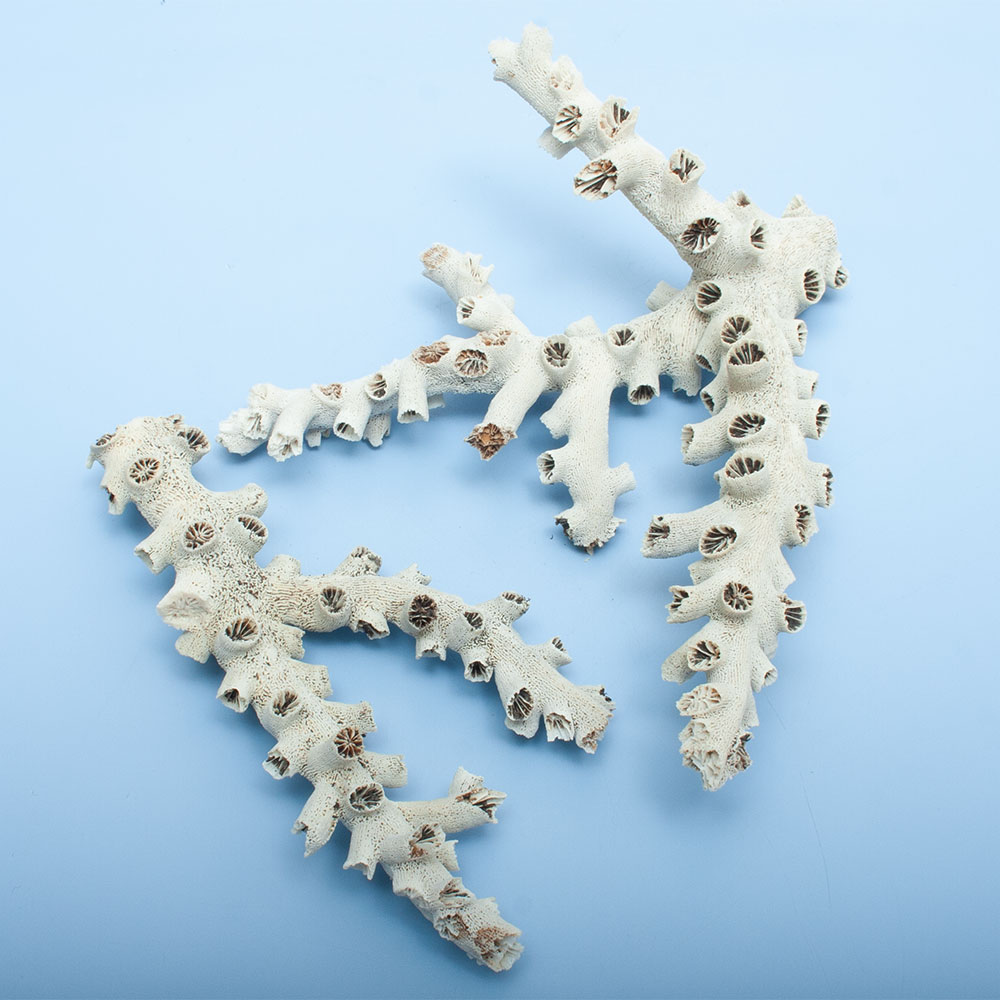 ����ʪ�������ꥵ�󥴡������󥴤Τʤ��ޡ�2�ĥ��åȡ�328132������������