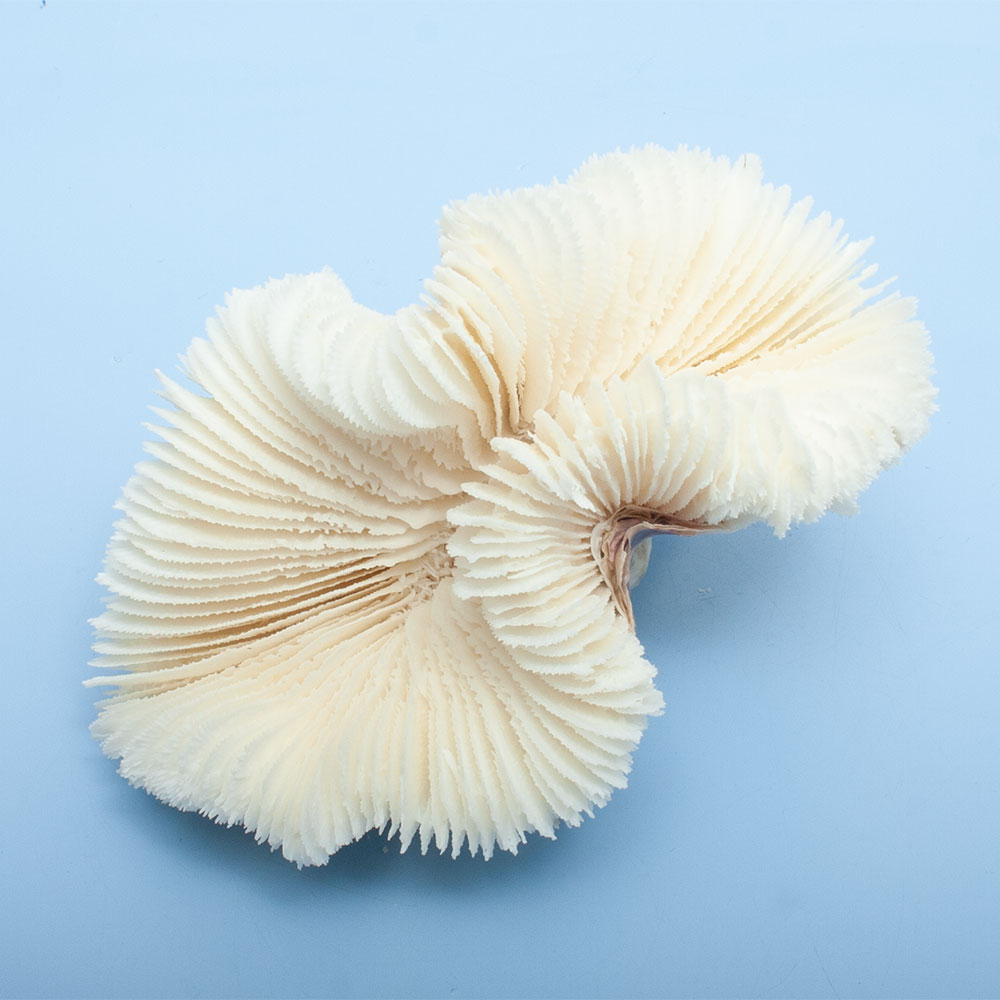 ����ʪ�������ꥵ�󥴡������Хʥ��󥴡�328134������������