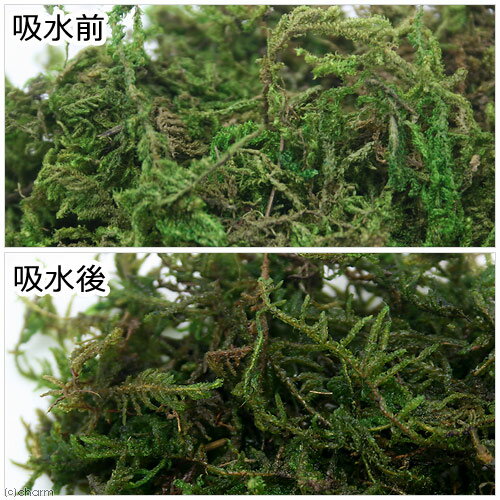 マルカン 鈴虫の緑のオアシス 10g 関東当日便の紹介画像2