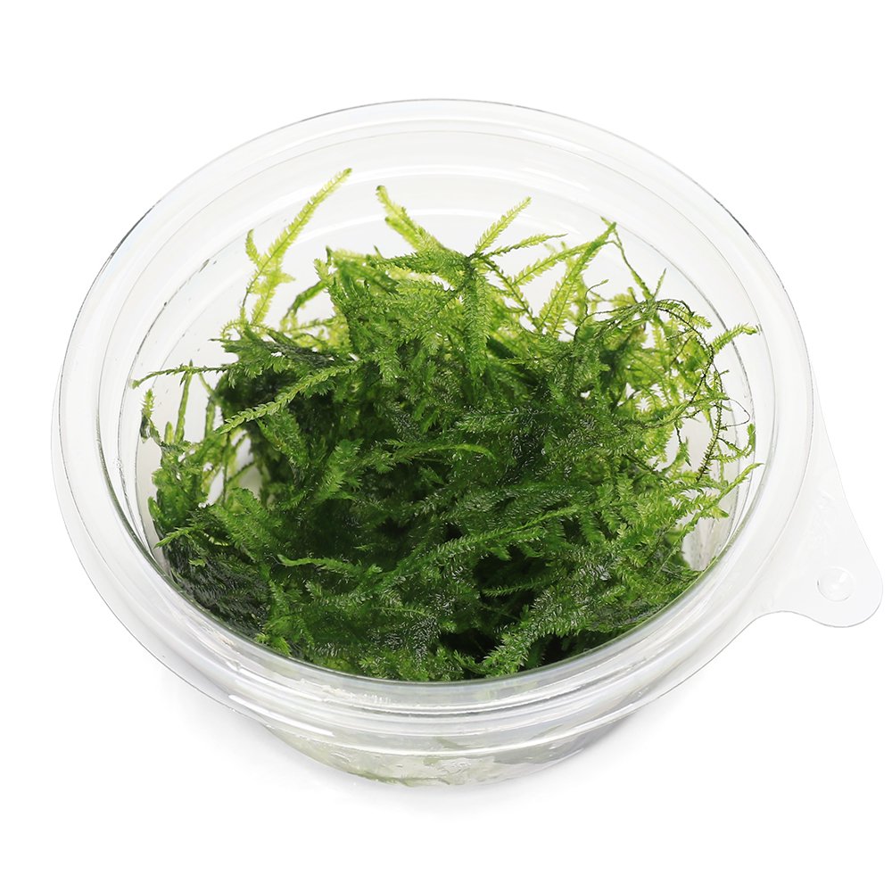 （水草）クリスマスモス（水中葉）（無農薬）（1カップ）