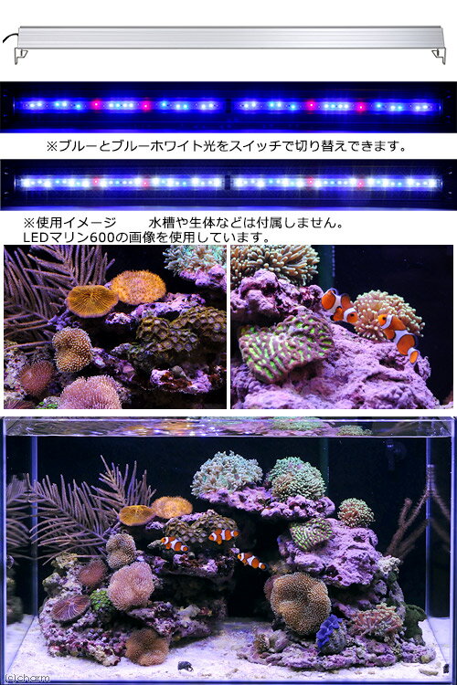 アクロ　TRIANGLE　LED　MARINE　1200　海水魚　サンゴ　照明　水槽　ライト【HLS_DU】　関東当日便 3