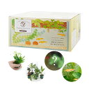 (めだか)(水草)私のアクアリウム アクアテリア N190 メダカ飼育セット(生体・植物付き)おしゃれ水槽セット 本州四国限定