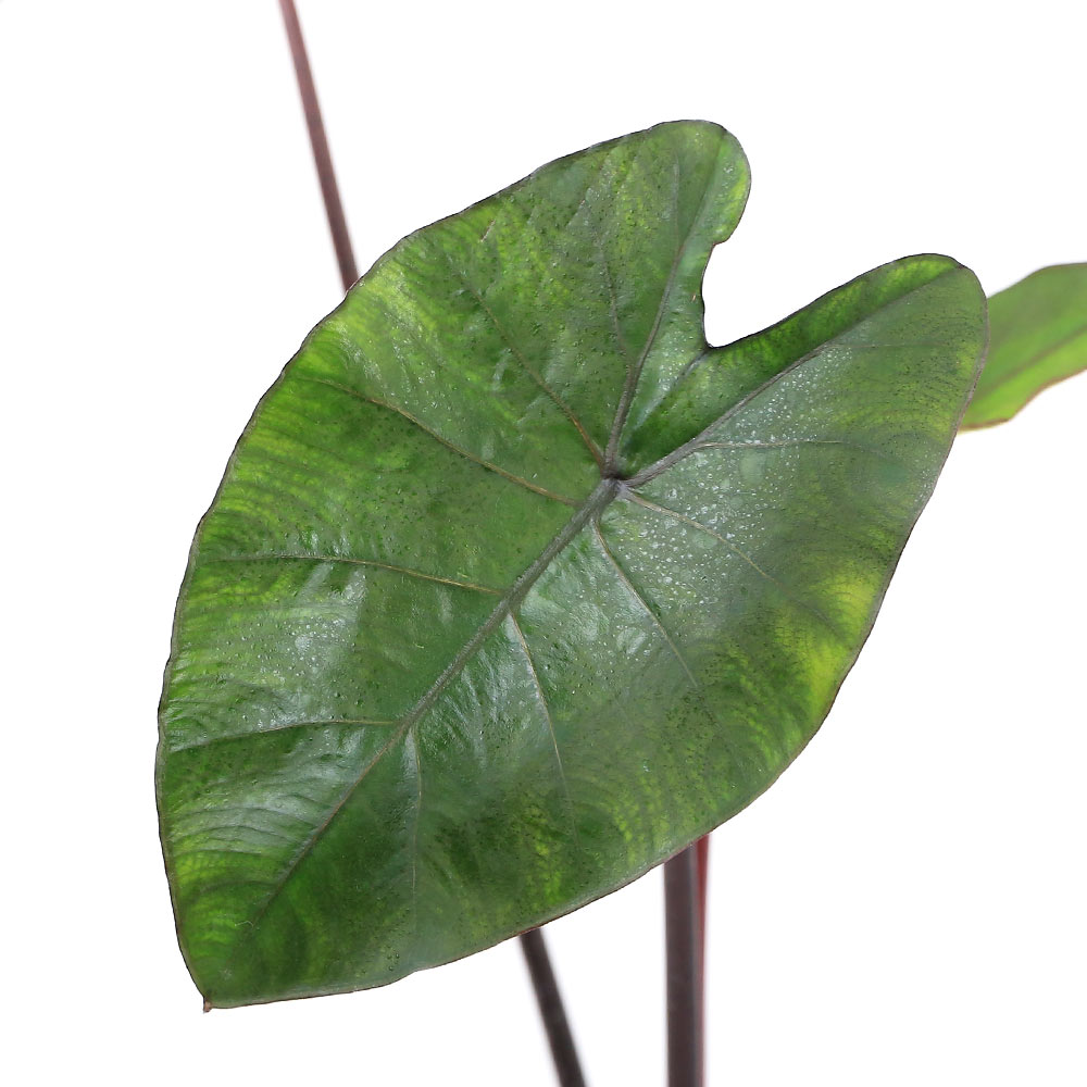 Rakuten - （ビオトープ）水生植物　コロカシア　ブラックウォーター　4号（1ポット）