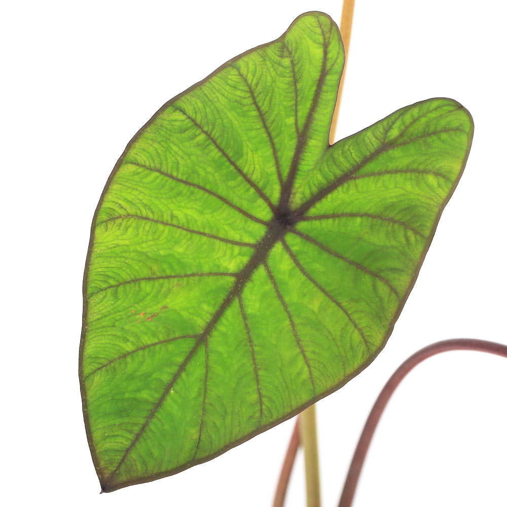 （ビオトープ）水生植物　コロカシア　ブルー・ハワイ　4号（1ポット）