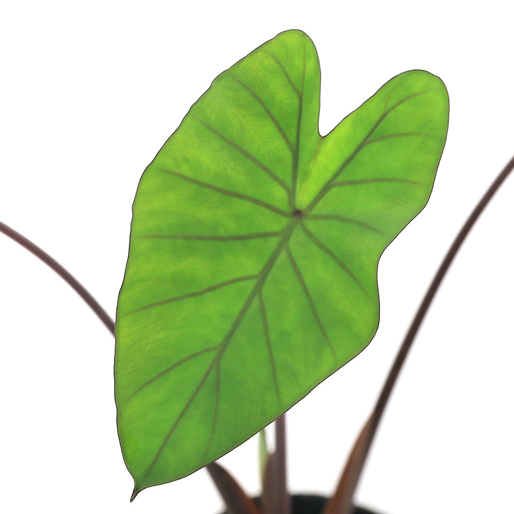 （ビオトープ）水生植物　コロカシア　ビッグ・ディッパー　4号（1ポット）