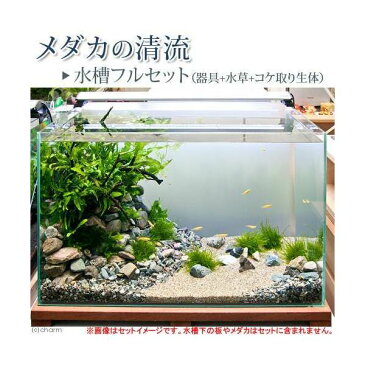 （水草）（エビ・貝）メダカの清流　水槽フルセット（器具＋水草＋コケ取り生体）　説明書付き　飼育セット　本州・四国限定