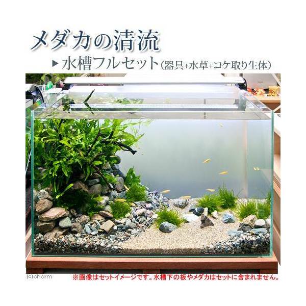 （めだか　ホテイ草）メダカの清流　水槽フルセット（器具＋水草＋コケ取り生体）　説明書付き　飼育セット　本州・四国限定