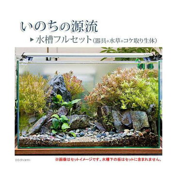 （水草）（エビ・貝）いのちの源流　水槽フルセット（器具＋水草＋コケ取り生体）説明書付き　本州・四国限定